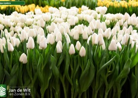 Tulipa Update (2)