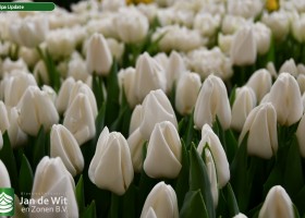 Tulipa Update (3)