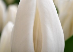 Tulipa Update (4)