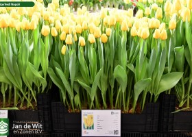 Tulipa Vedi Napoli (1)