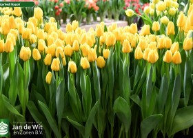 Tulipa Vedi Napoli (2)