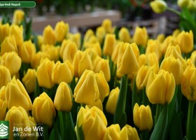 Tulipa Vedi Napoli (3)