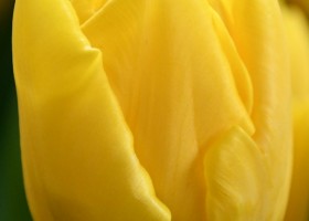 Tulipa Vedi Napoli (4)