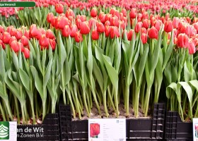 Tulipa Verandi (1)