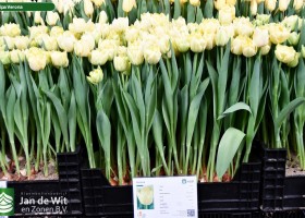 Tulipa Verona (1)