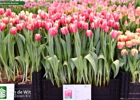 Tulipa Verona Sunrise (1)