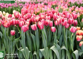Tulipa Verona Sunrise (2)