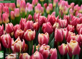 Tulipa Verona Sunrise (3)