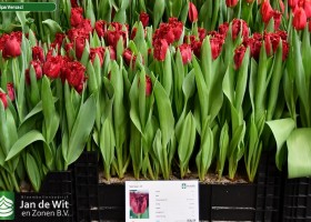 Tulipa Versaci (1)