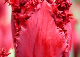 Tulipa Versaci (4)