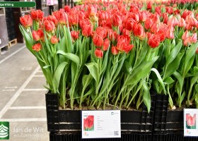 Tulipa Viking (1)