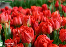 Tulipa Viking (3)