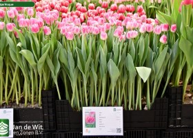 Tulipa Voque (1)