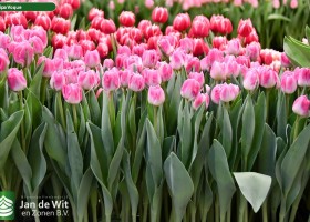 Tulipa Voque (2)