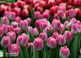 Tulipa Voque (3)