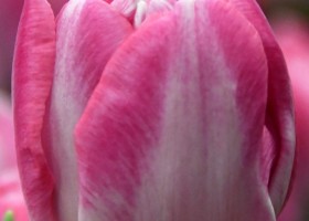 Tulipa Voque (4)