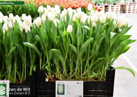 Tulipa White Flag (1)