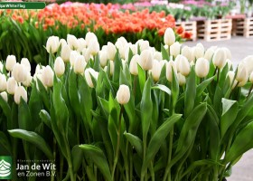 Tulipa White Flag (2)