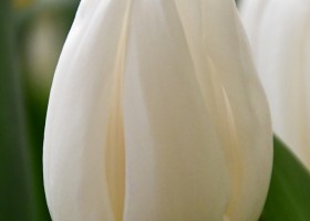 Tulipa White Flag (4)