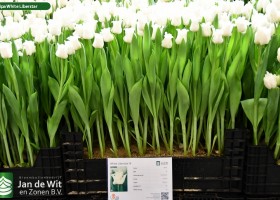Tulipa White Liberstar (1)
