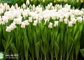 Tulipa White Liberstar (2)