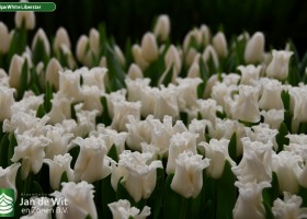 Tulipa White Liberstar (3)