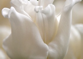 Tulipa White Liberstar (4)