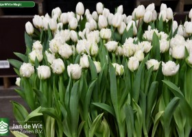 Tulipa White Magic (2)