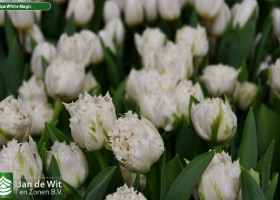 Tulipa White Magic (3)