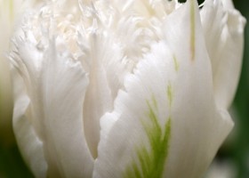 Tulipa White Magic (4)
