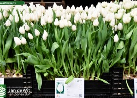Tulipa White Marvel (1)