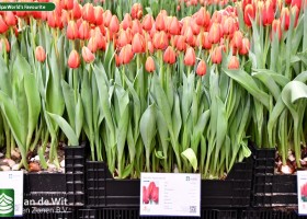 Tulipa World's Favourite (1)