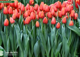 Tulipa World's Favourite (2)