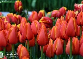 Tulipa World's Favourite (3)