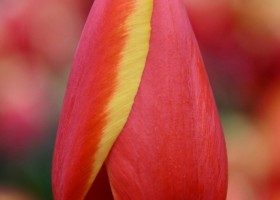 Tulipa World's Favourite (4)