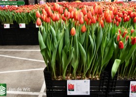 Tulipa Worlds Friend (1)