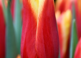 Tulipa Yalena (4)