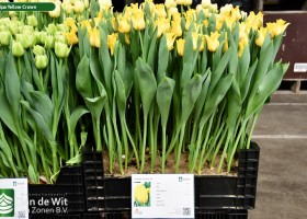 Tulipa Yellow Crown (1)
