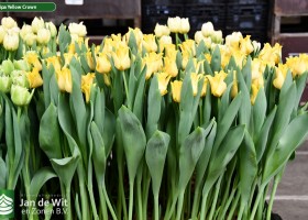 Tulipa Yellow Crown (2)