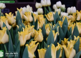 Tulipa Yellow Crown (3)