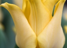 Tulipa Yellow Crown (4)