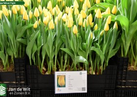 Tulipa Yellow Flight (1)