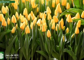 Tulipa Yellow Flight (2)