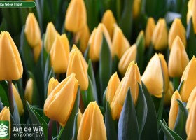Tulipa Yellow Flight (3)