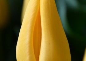Tulipa Yellow Flight (4)