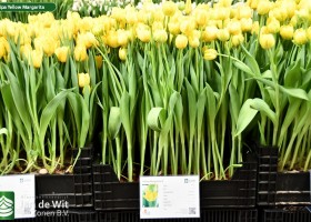 Tulipa Yellow Margarita (1)