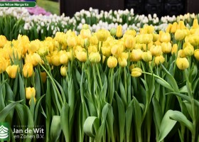 Tulipa Yellow Margarita (2)
