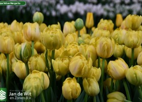 Tulipa Yellow Margarita (3)