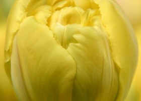 Tulipa Yellow Margarita (4)