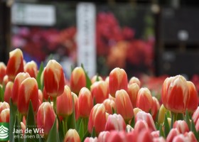 Tulip Trade Event 2020